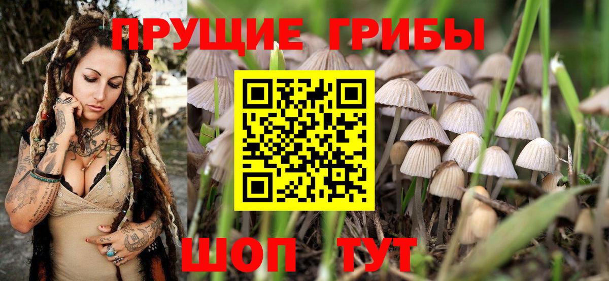 где продают наркотики  Вход с VPN  Нижний Новгород  Псилоцибиновые грибы Psilocybine cubensis 